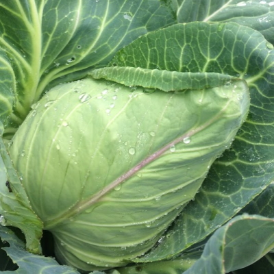 Summer Cabbage