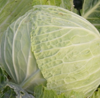 Winter Cabbage