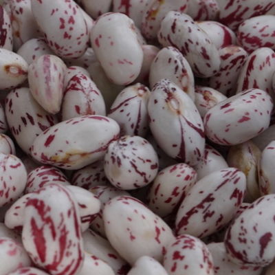 Shelling Beans