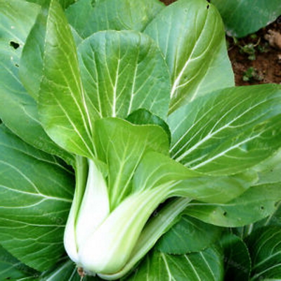 Oriental Cabbage