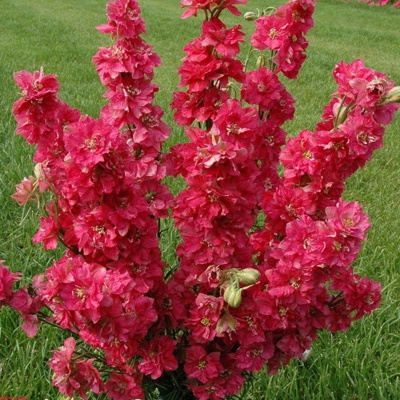 Red King Delphinium-50 Seeds - Rocky View & Garden